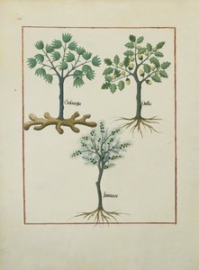 Illustration du Livre des Simples Médecines par Mattheaus Platearius (d.c.1161) c.1470 - Robinet Testard